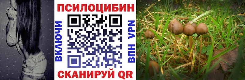 Псилоцибиновые грибы Psilocybine cubensis  Норильск 
